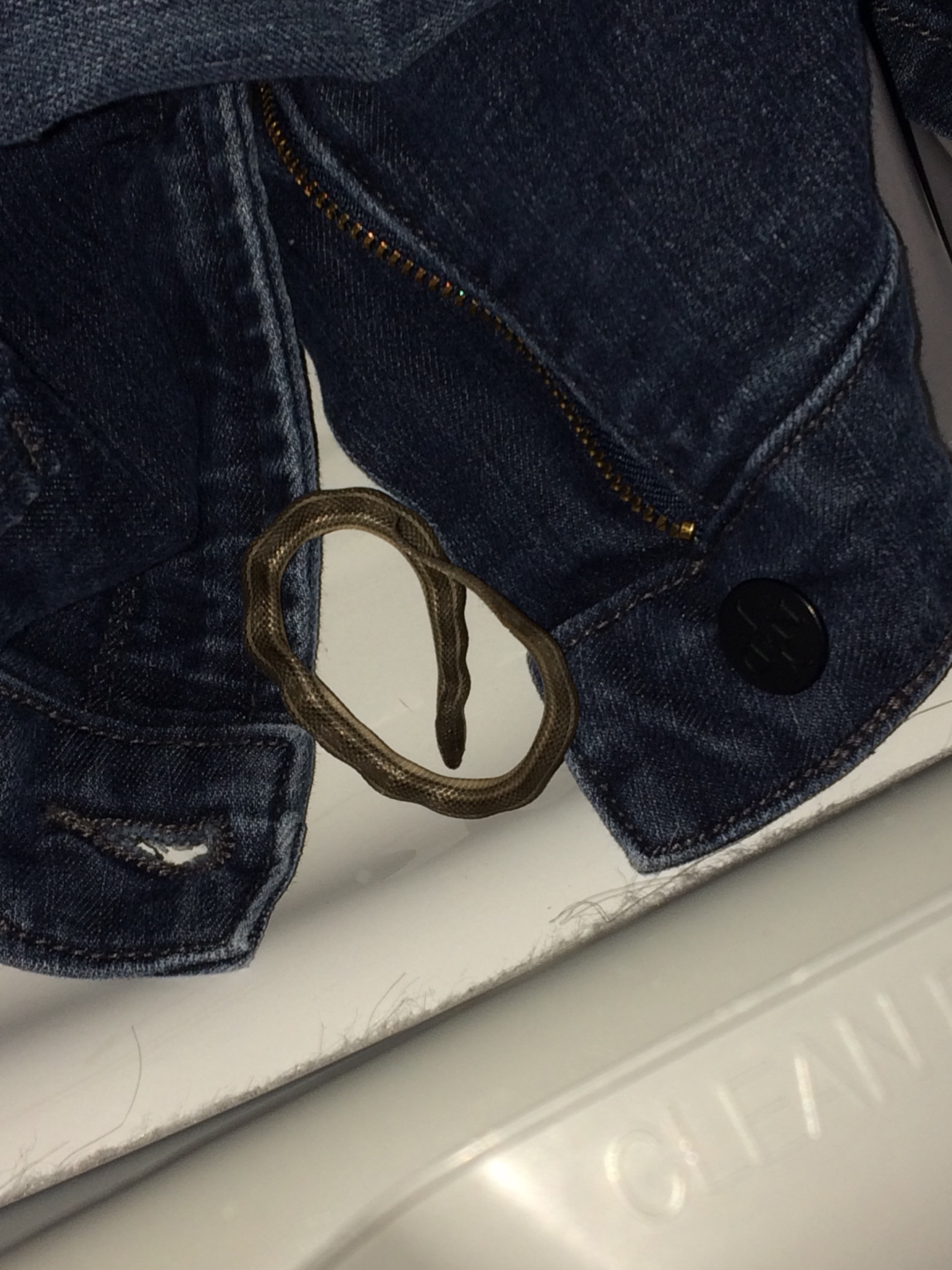 jeans, washer & dryer, dead snake, baby snake, snake in home