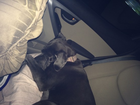 Bella asleep in the backseat of the Hyundai Elantra Rental Car