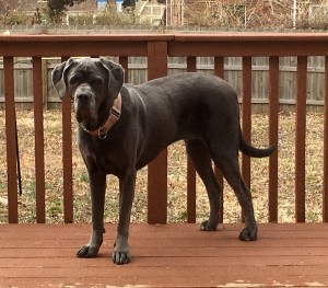 Neapolitan Mastiff, Dog, big dog, Blue